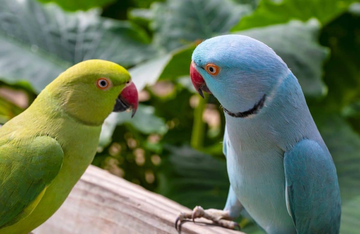 Two Ringneck Parakeets Confronting Eachother in a Bird Sanctuary. Animals that make great family pets.