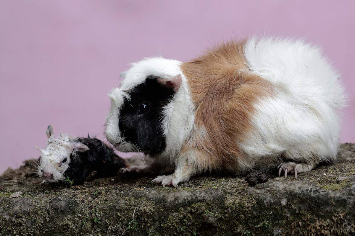 A female guinea pig mother is giving birth to her babies with great struggle. This rodent mammal has the scientific name Cavia porcellus.