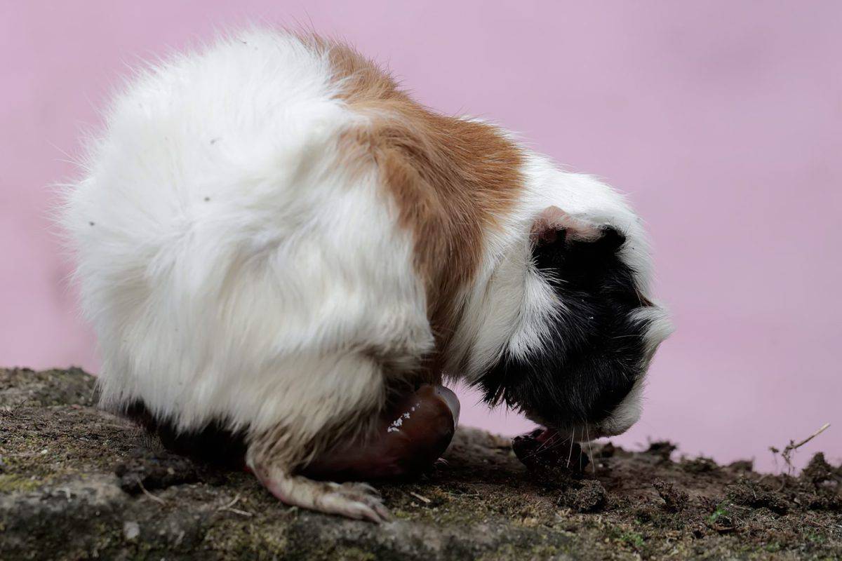 A female guinea pig mother is giving birth to her babies with great struggle. This rodent mammal has the scientific name Cavia porcellus. Signs your guinea pig is pregnant.