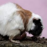 How Do I Know My Guinea Pig Is Going Into Labor?