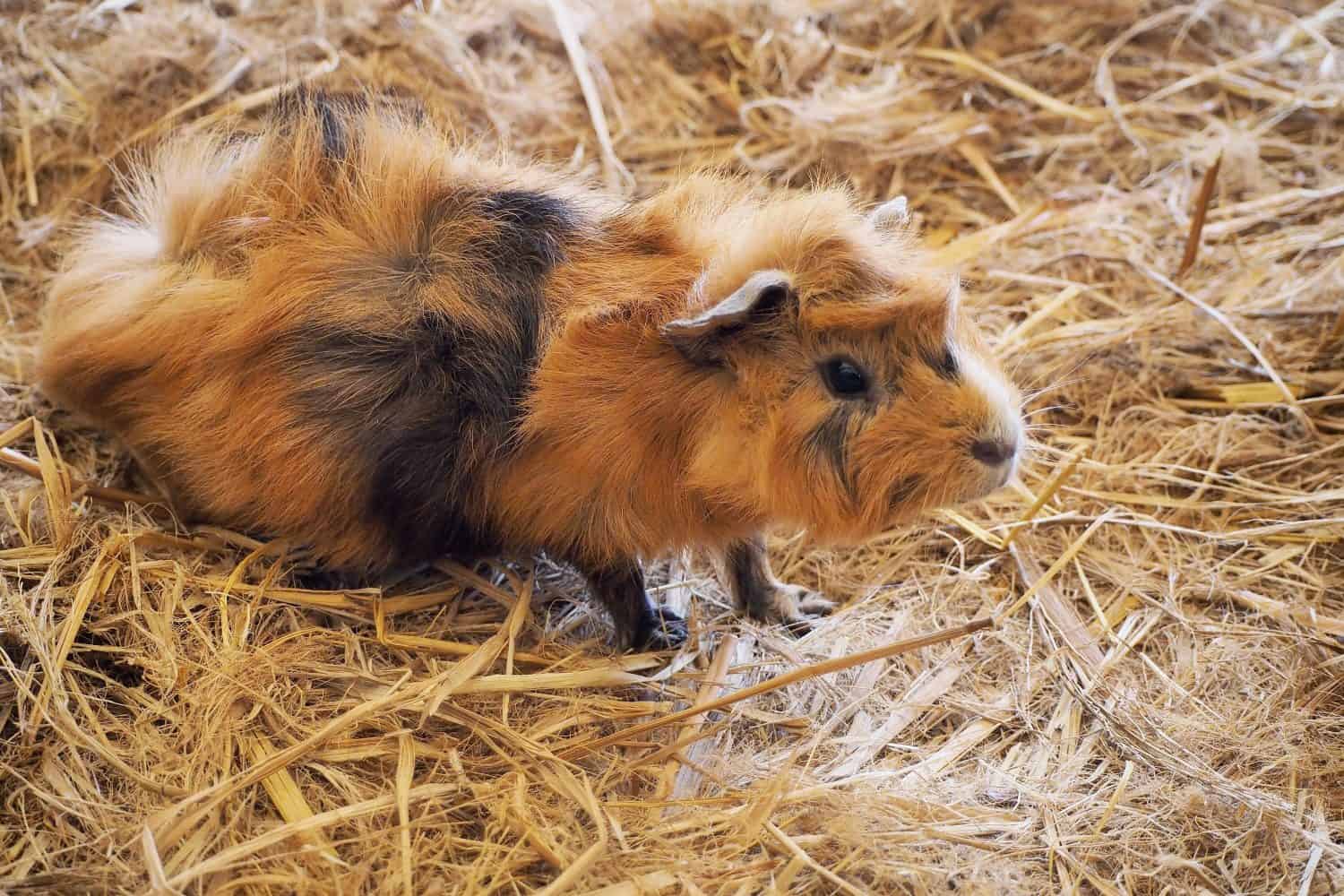 Cute hebivore animal Perugian Guinea Pig (Cavia porcellus), in the farmfield. Tips for caring for your guinea pig.