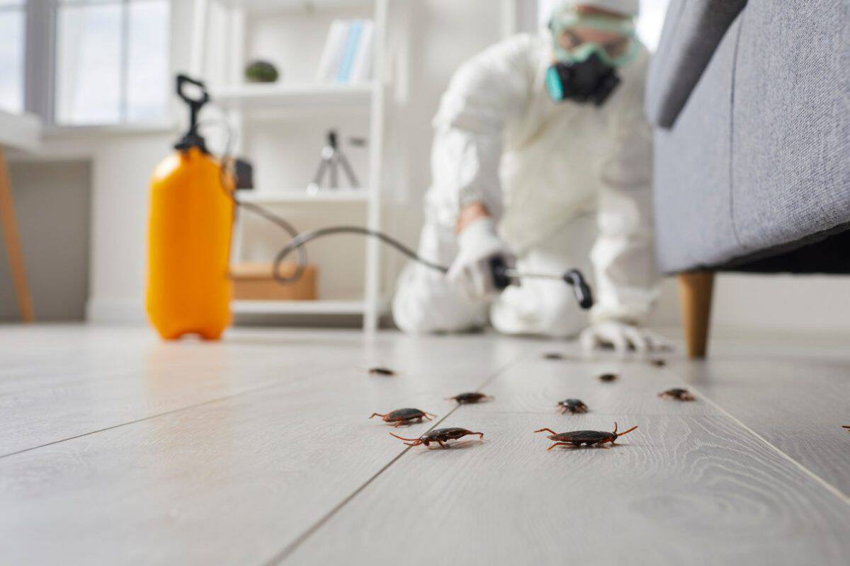 Pest control guy exterminating home insects. Male contractor in white protective workwear sprays toxic gas on floor and furniture inside house. Close up disgusting cockroaches trying escape under sofa