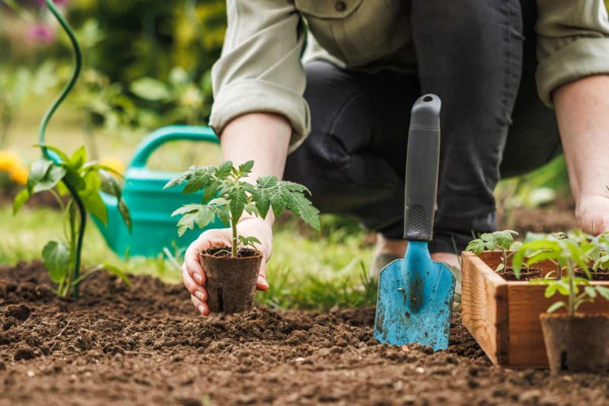 Gardener planting seedling of tomato plant in biodegradable peat pot into soil at vegetable garden. Spring sustainable gardening. The foolproof way to easily grow basil