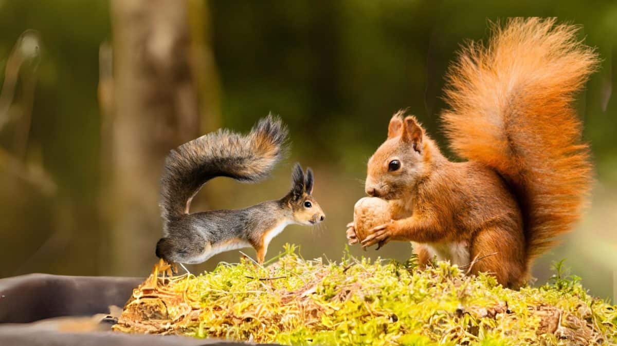 Two Squirrels are in the forest and one of them is eating nuts. Animals that make great family pets.