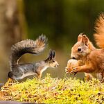 3. Squirrel