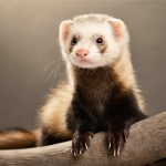 2. Ferrets