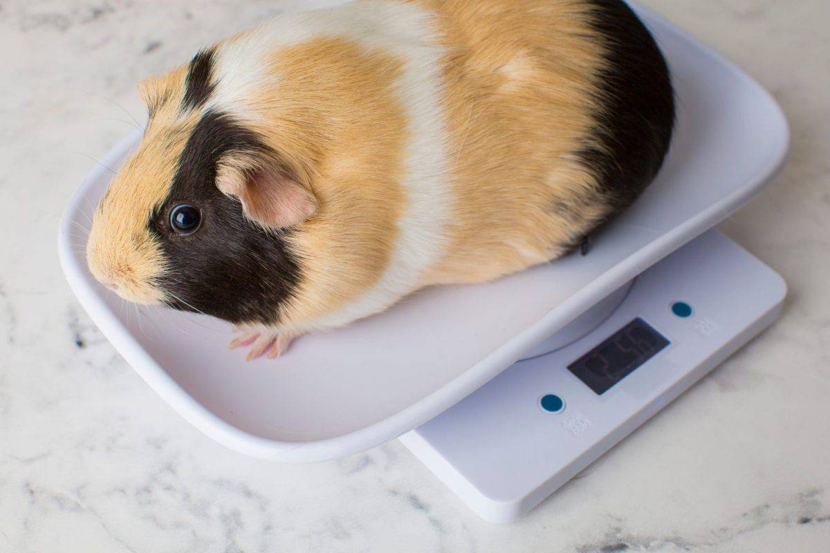 Guinea pig standing on the electronic weighting scale