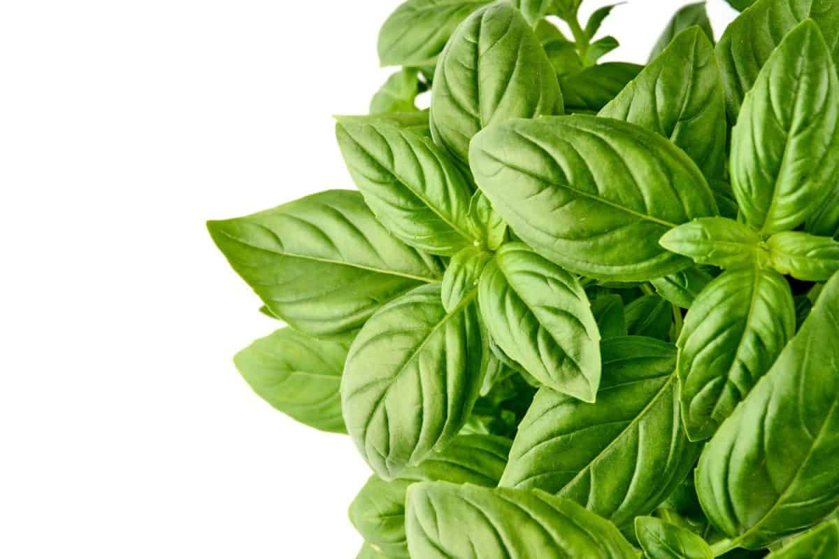 Sweet basil herb leaves, close-up, isolated on white background. Fresh Genovese basil. The foolproof way to grow basil.