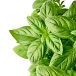 The Foolproof Way to Grow Basil