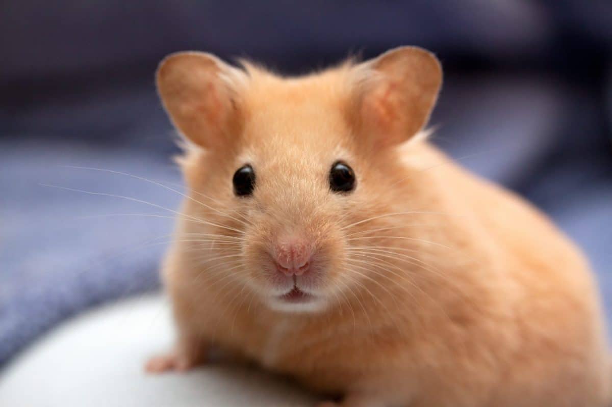 Hamster poses for a portrait. Animals that make great family pets