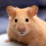 5. Hamsters