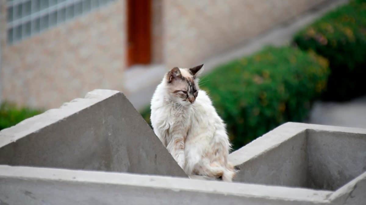 View of the facade of an apartment building. White cat sitting on the balcony. Tips to introduce your cat and dog