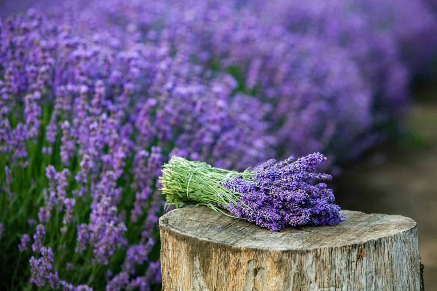 Flowers in the lavender fields in the Provence mountains. Panoramic landscape with blooming lavender. Violet background.