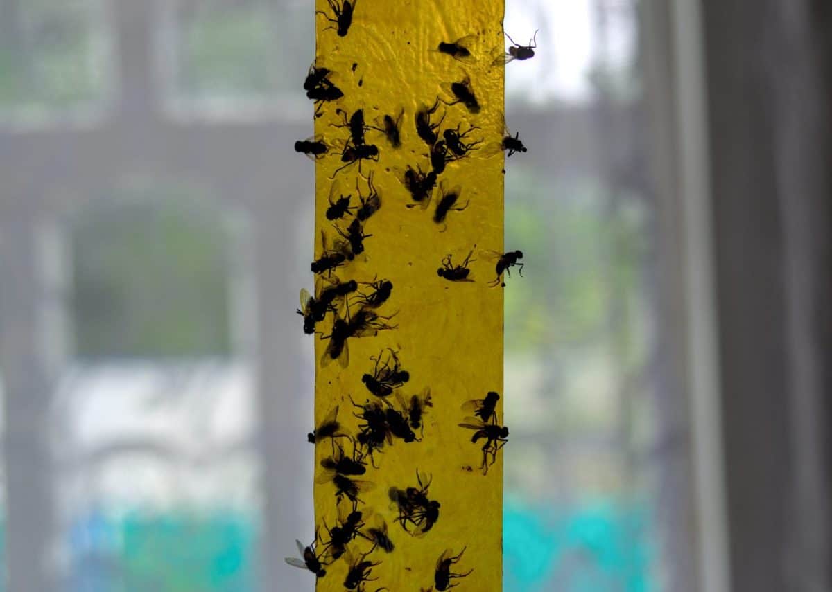 Dead flies on a sticky tape. flypaper, sticky tape. trap for flies. How to get rid of fruit flies overnight.