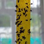 Window Fly Traps and Yellow Sticky Traps