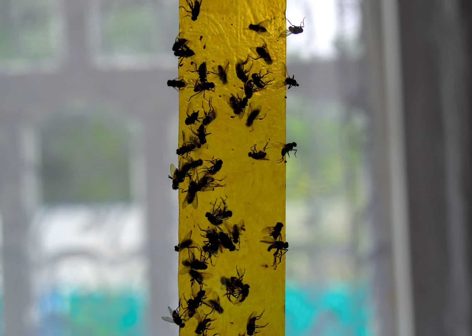 Window Fly Traps and Yellow Sticky Traps