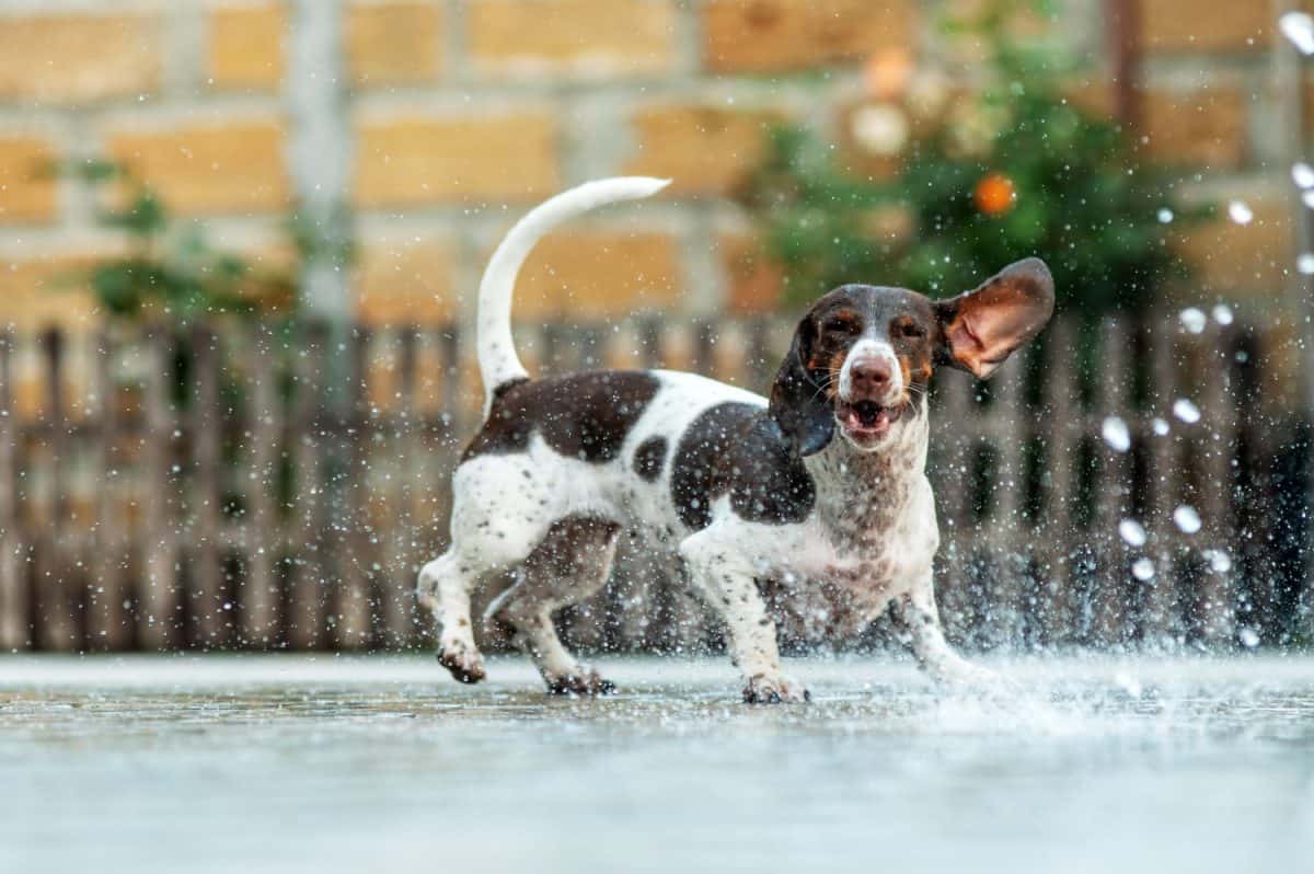 piebald dachshund playing with water on a hot summer day dog ​​and heat