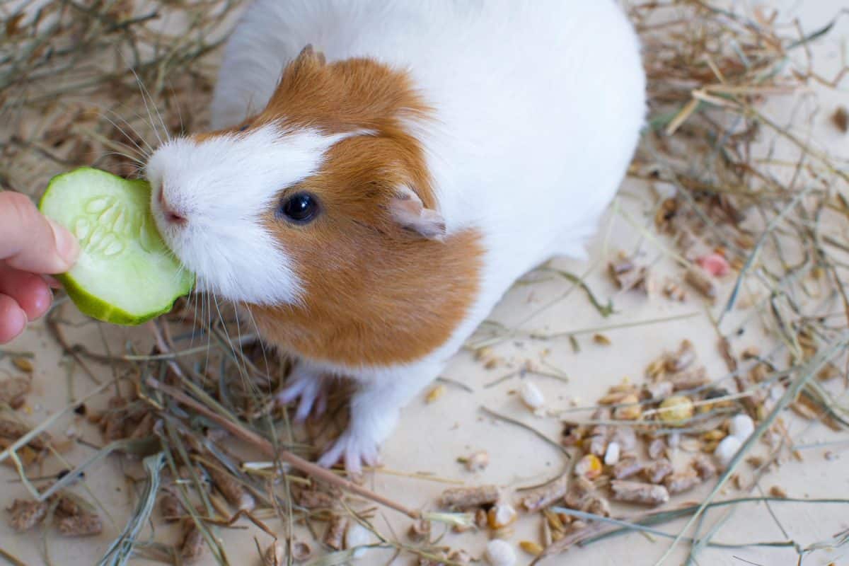 The Guinea Pig eats Cucumber, Girl, PregnantSigns your guinea pig might be pregnant