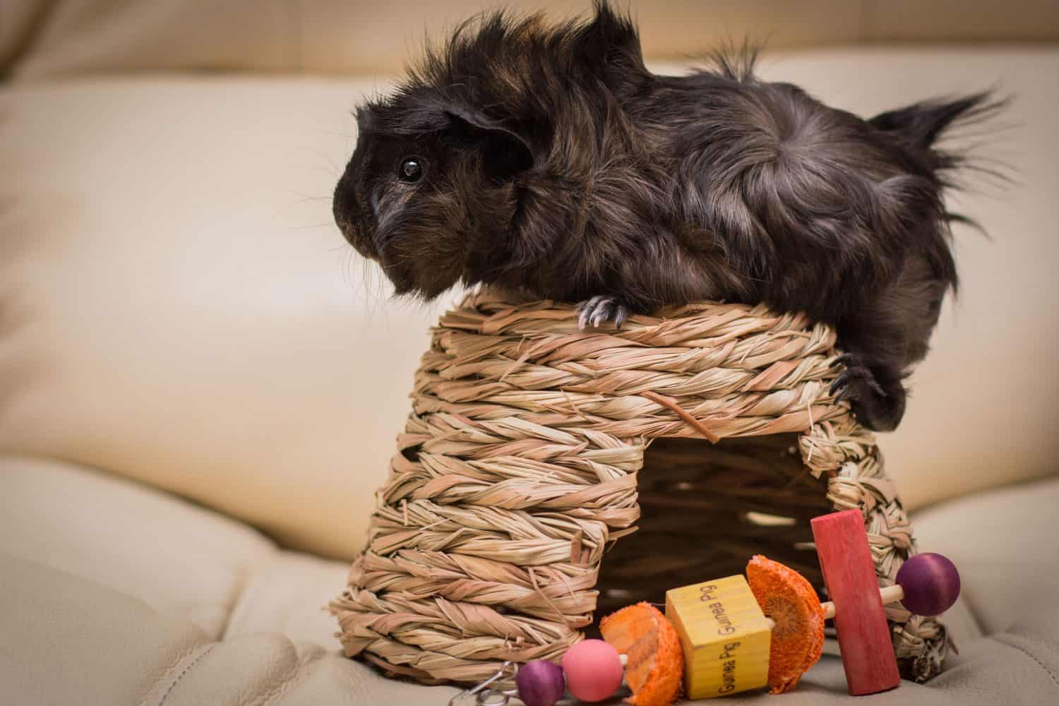 Abyssinian guinea pig