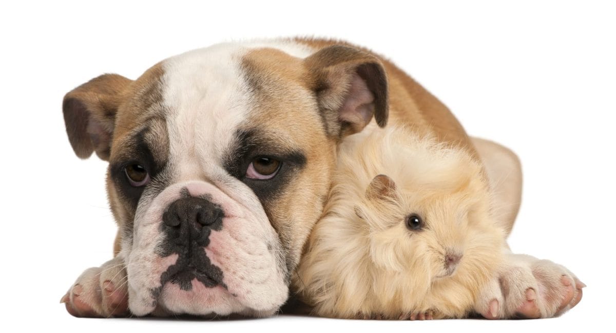 English bulldog puppy, 4 months old, and Peruvian guinea pig, 2 months old, in front of white background. Tips for caring for your guinea pig.