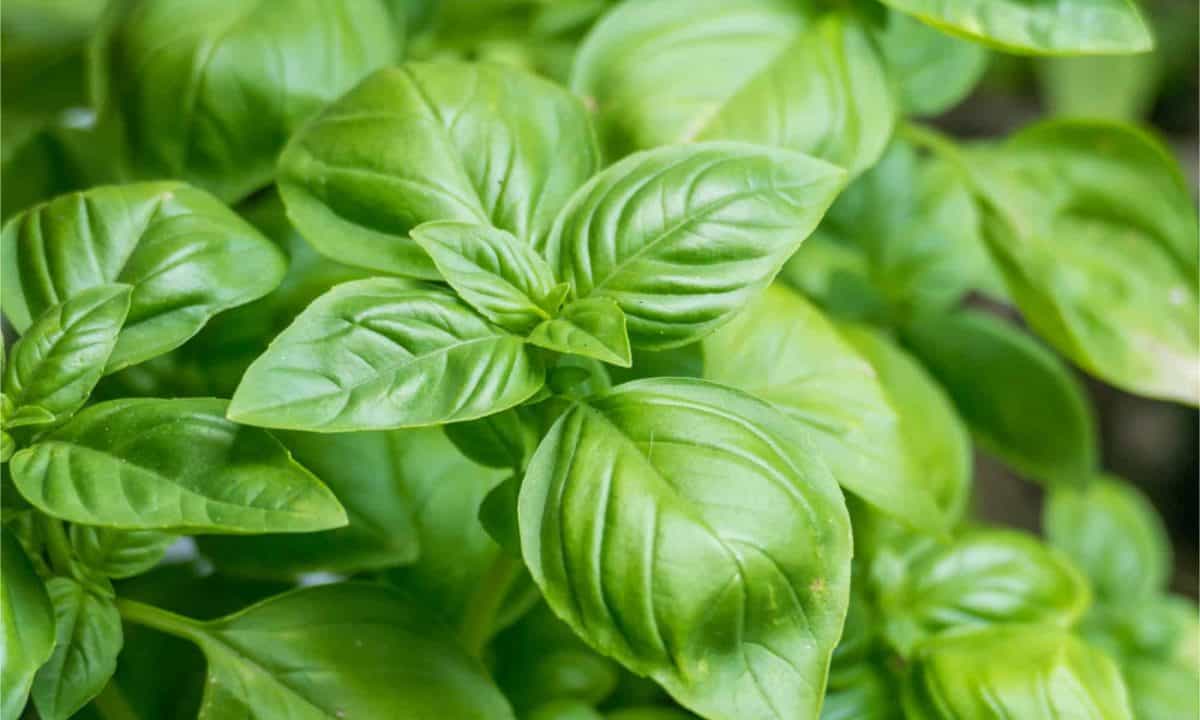 Basil plant also known as Ocimum basilicum 3 ways to grow basil indoors