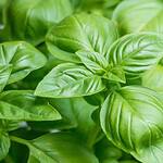 How to Grow Basil Indoors