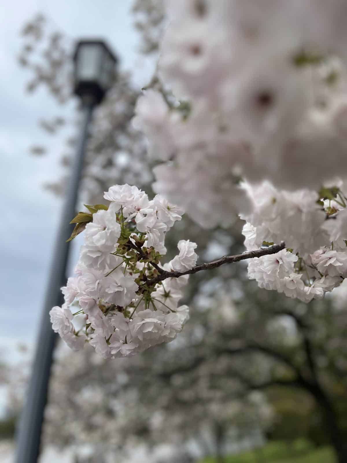 Cherry blossoms in Japan