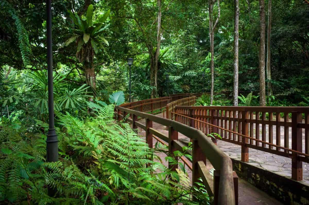 Walkway through the tropical ferns and trees of Bukit Timah Public Nature Park in Singapore