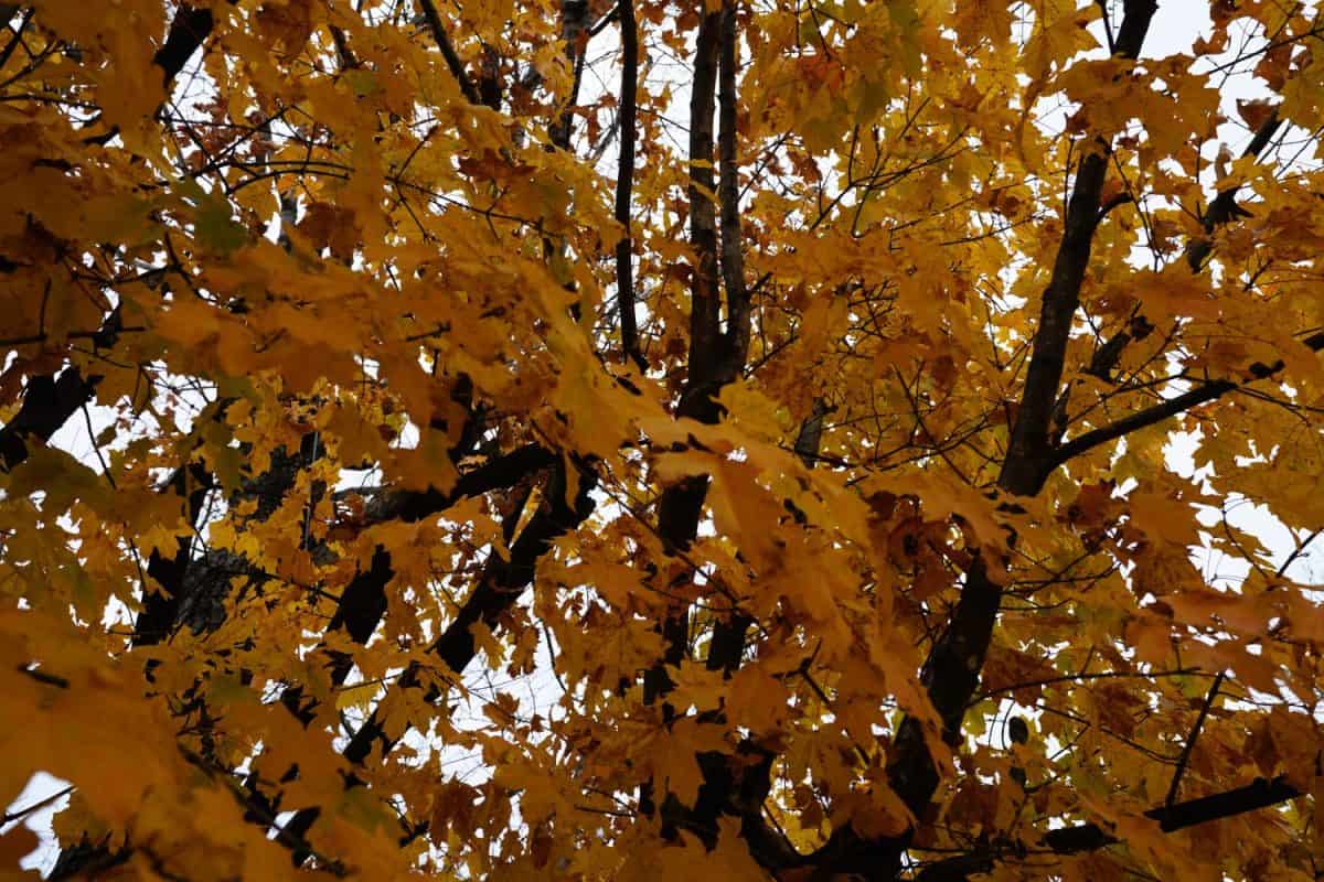 View of a colorful tree during autumn in Paris, Arkansas