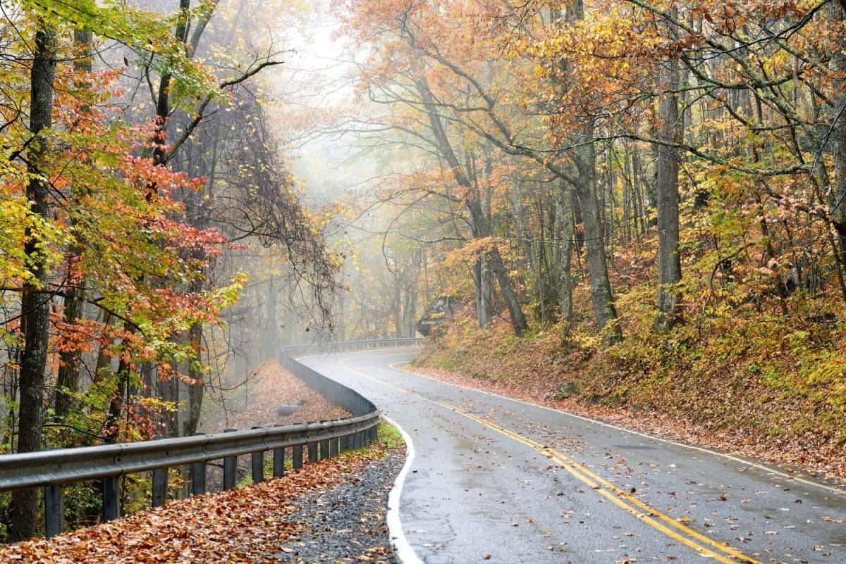 Fall color and fog, Monongahela National Forest near Richwood, West Virginia, USA