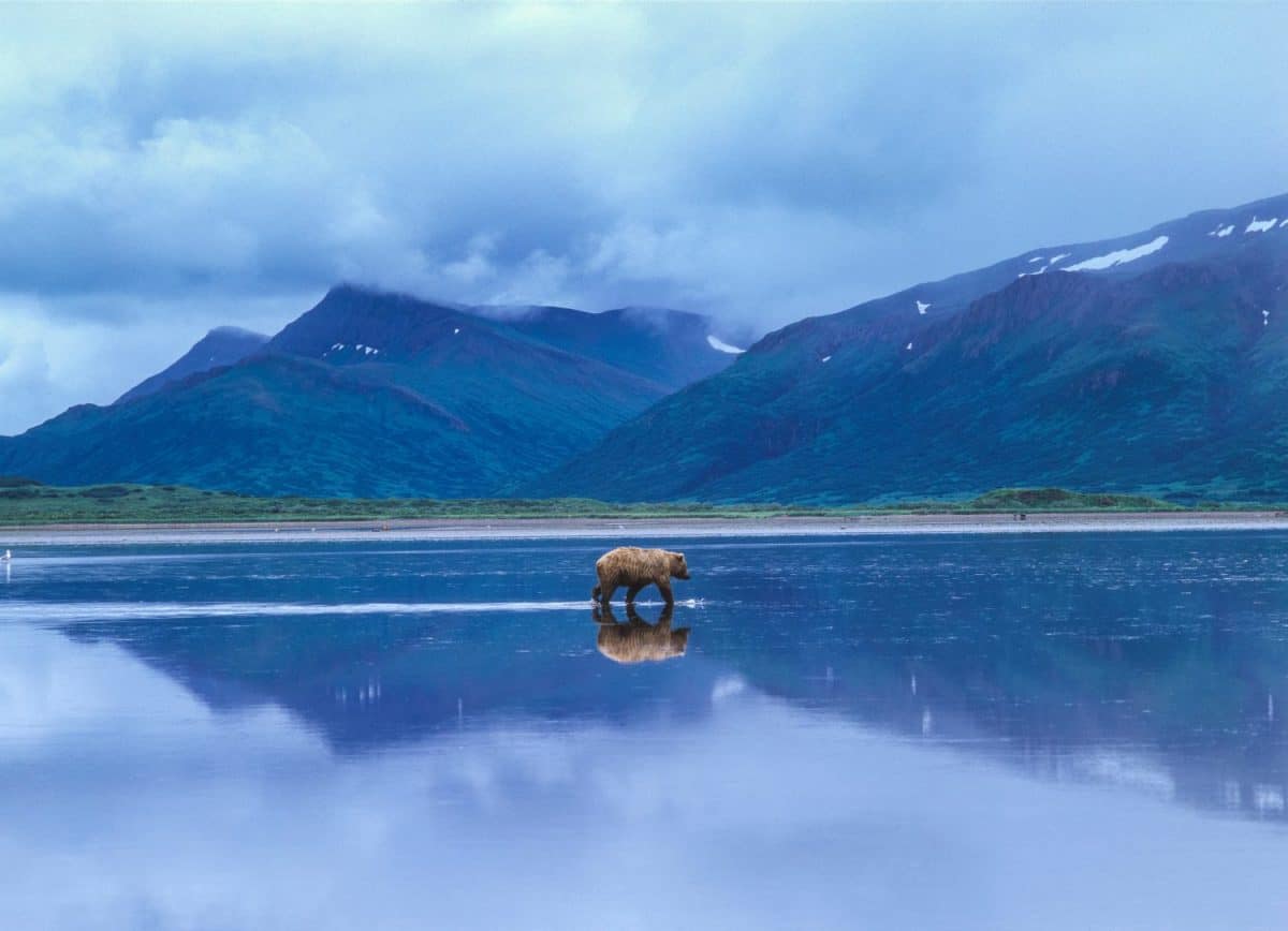 Brown bear (Ursus arctos horribilus) with reflection crosses tidal flats at Izembek National Wildlife Refuge, Alaska.