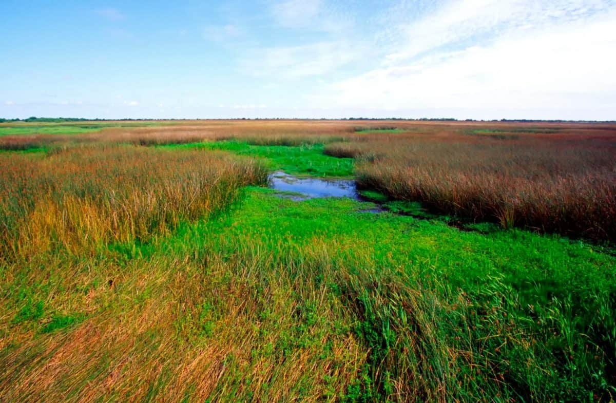 USA, Louisiana, Cameron Parish, Creole Nature Trail, National Scenic Byway, Sabine National Wildlife Refuge, Wetland Walkway