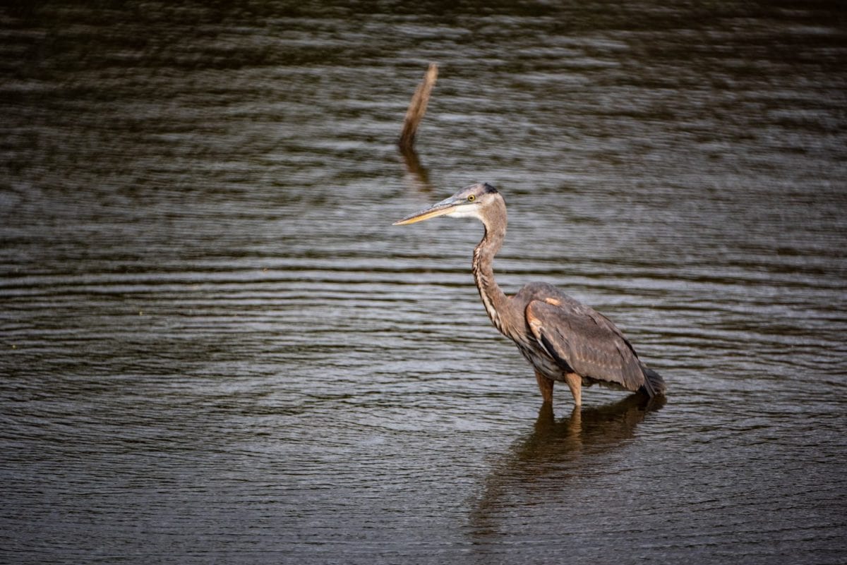 Great Blue Heron eating supper at Crab Orchard National Refuge in Southern Illinois, a long way south of Chicago