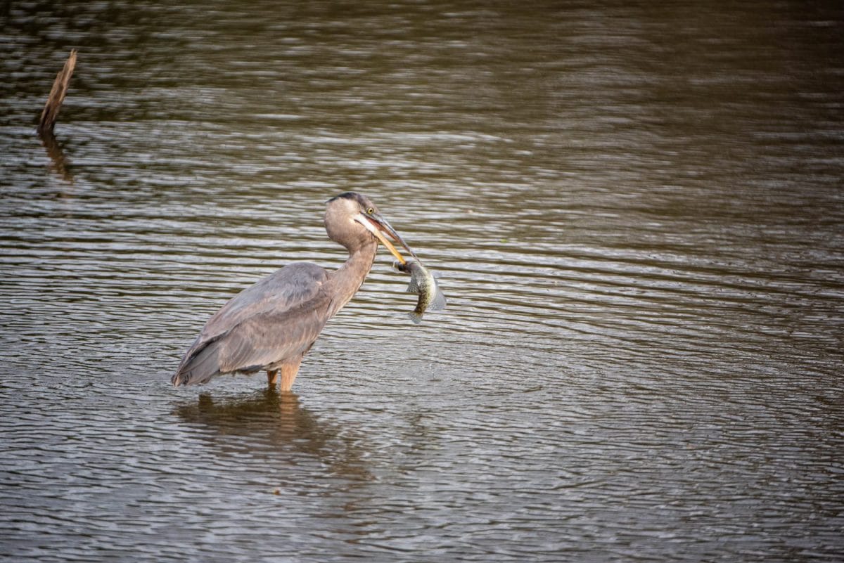 Great Blue Heron eating supper at Crab Orchard National Refuge in Southern Illinois, a long way south of Chicago