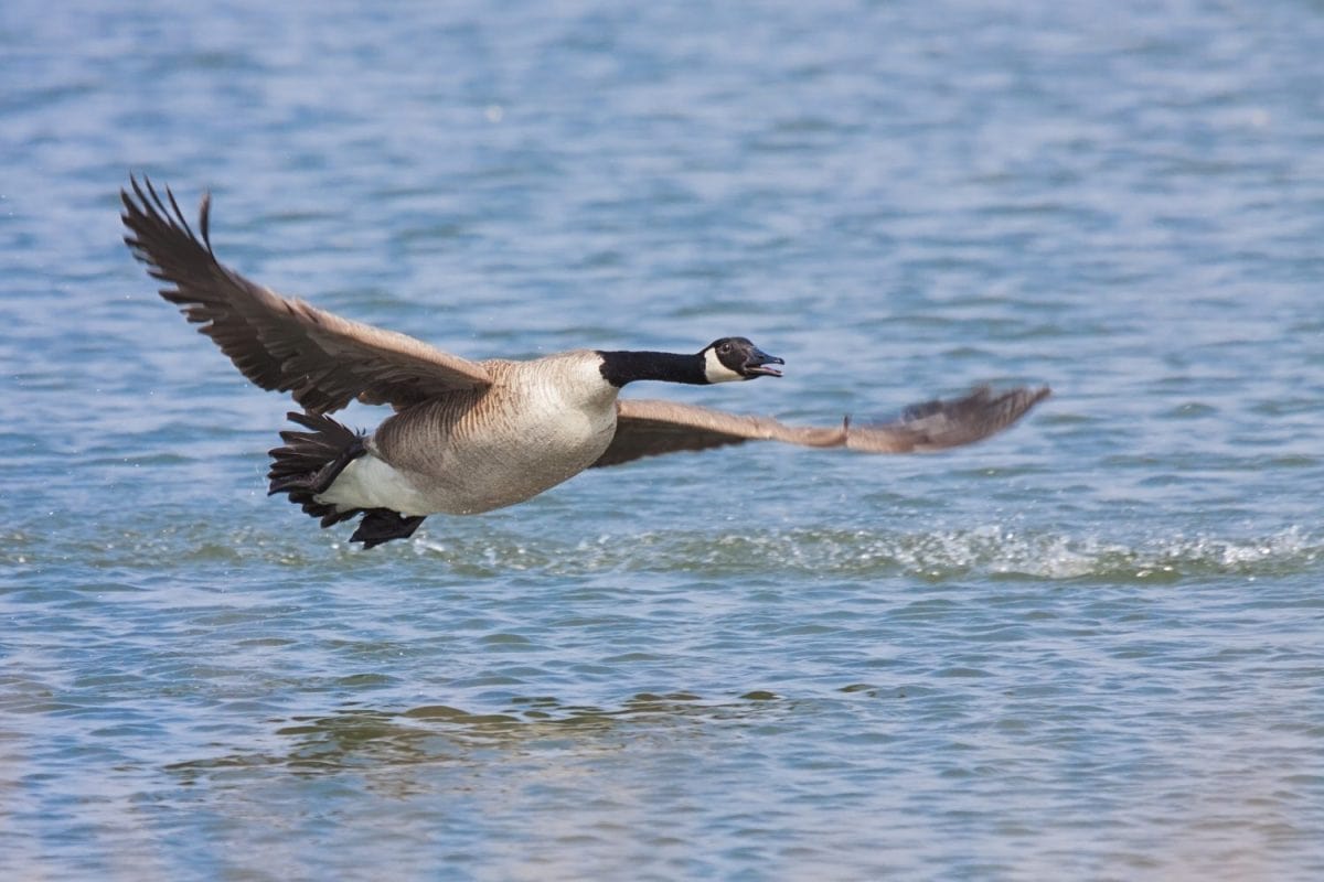 A canada goose lifts off from a lake. Wings flapping, feet up, neck stretched the goose is barely off the rippling water.