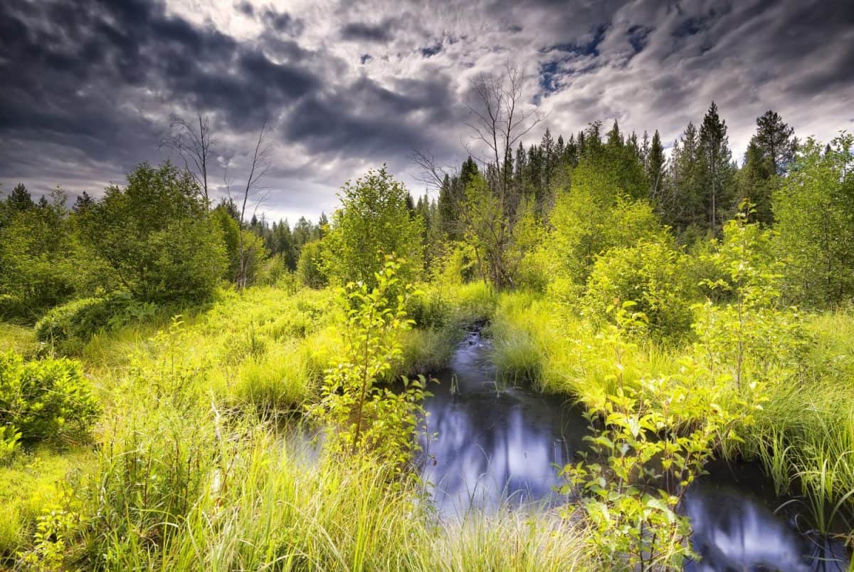 Serene mountain stream just off of Moose Wilson Road in Grand Teton National Park, WY