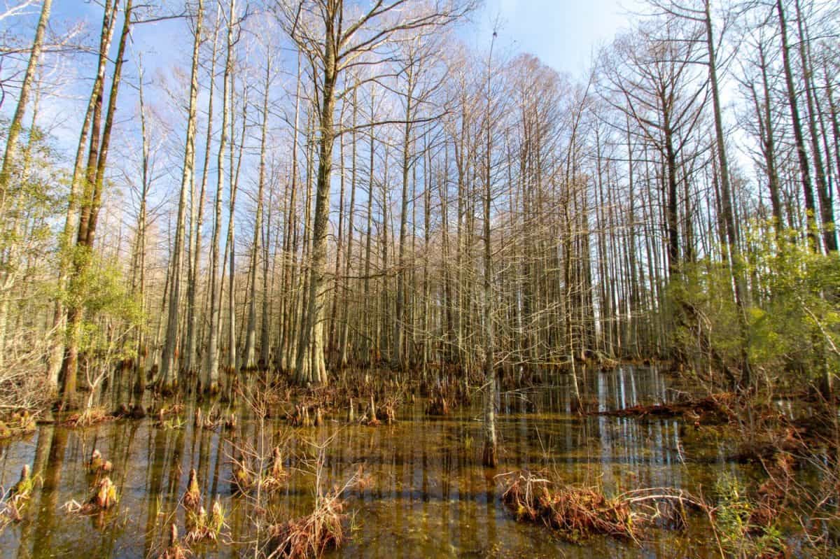 Massive bald cypress and Tupelo trees in a swamp. Lake Mattamuskeet National Wildlife Refuge, North Carolina