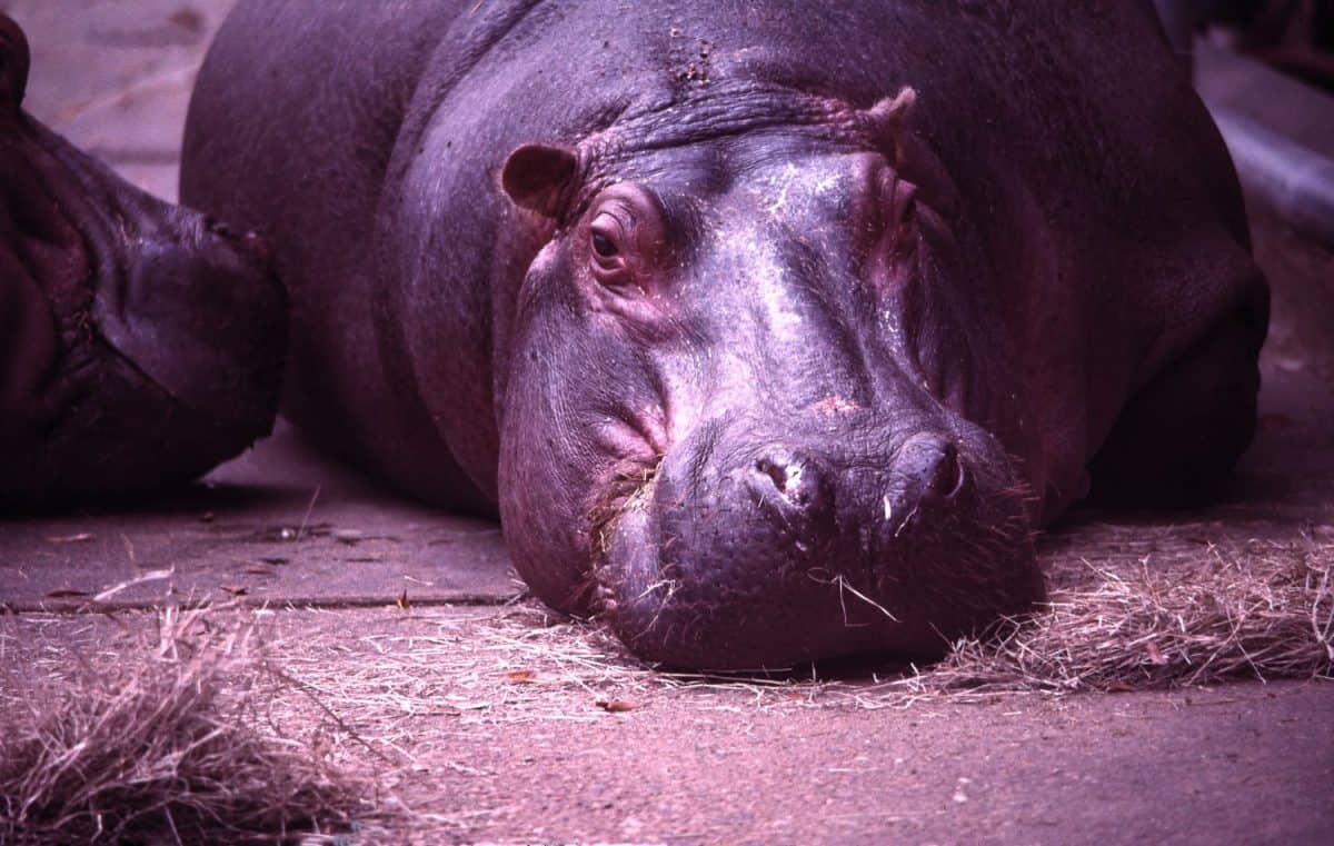 A couple of Hippos resting at the Cincinnati Zoo. The best zoos in America that everyone should visit at least once