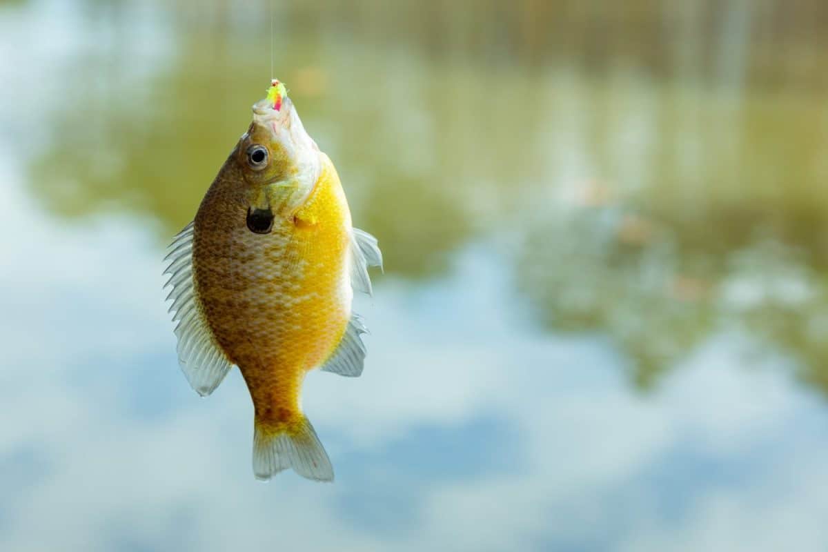 Colorful bluegill fish hanging by hook after being caught