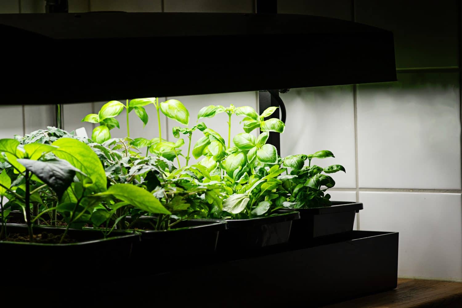 2. Grow Lights