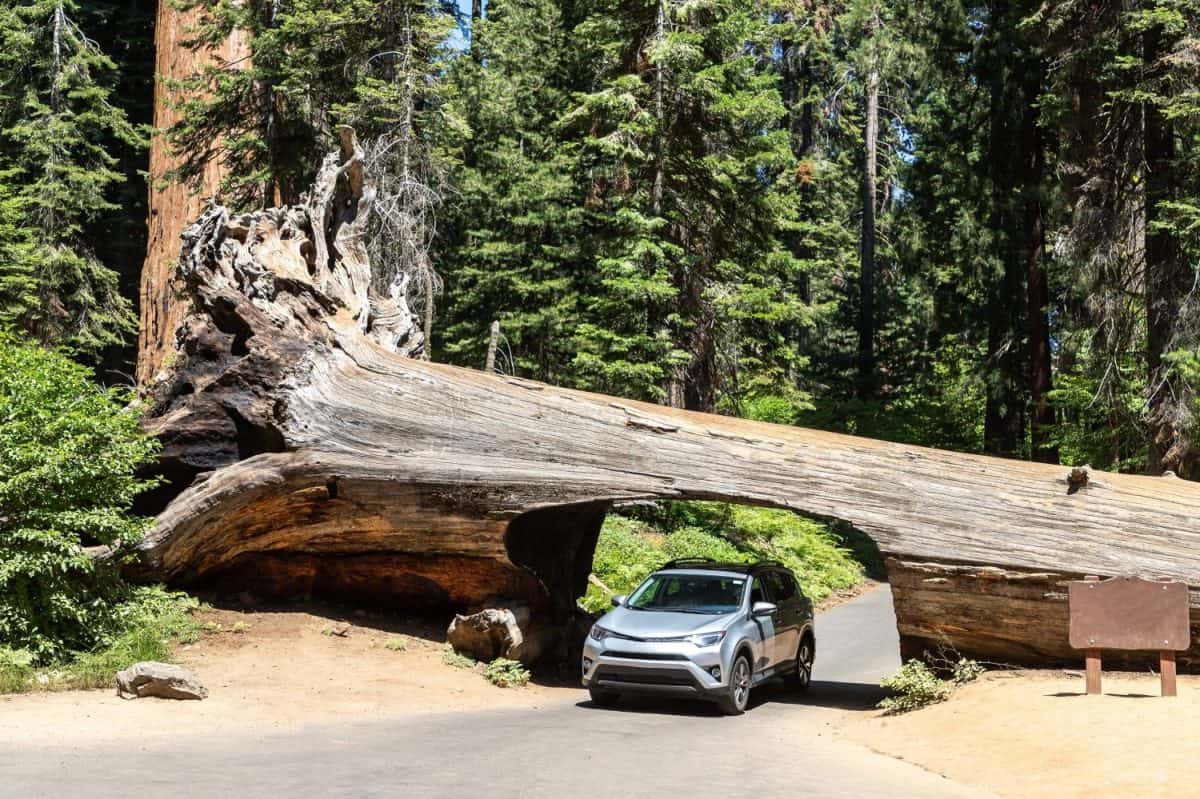 A car drives thru the Tunnel Log in Sequoia National Park in California, USA. 5 U.S. National Parks All Families Should Visit at Least Once