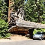 5. Sequoia National Park, California