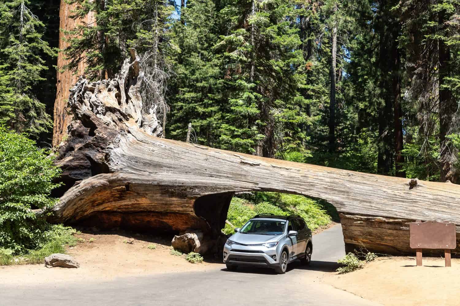 5. Sequoia National Park, California