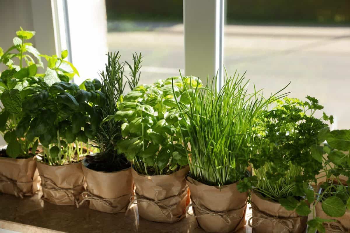 Different aromatic potted herbs on windowsill indoors. 3 ways to grow basil indoors.