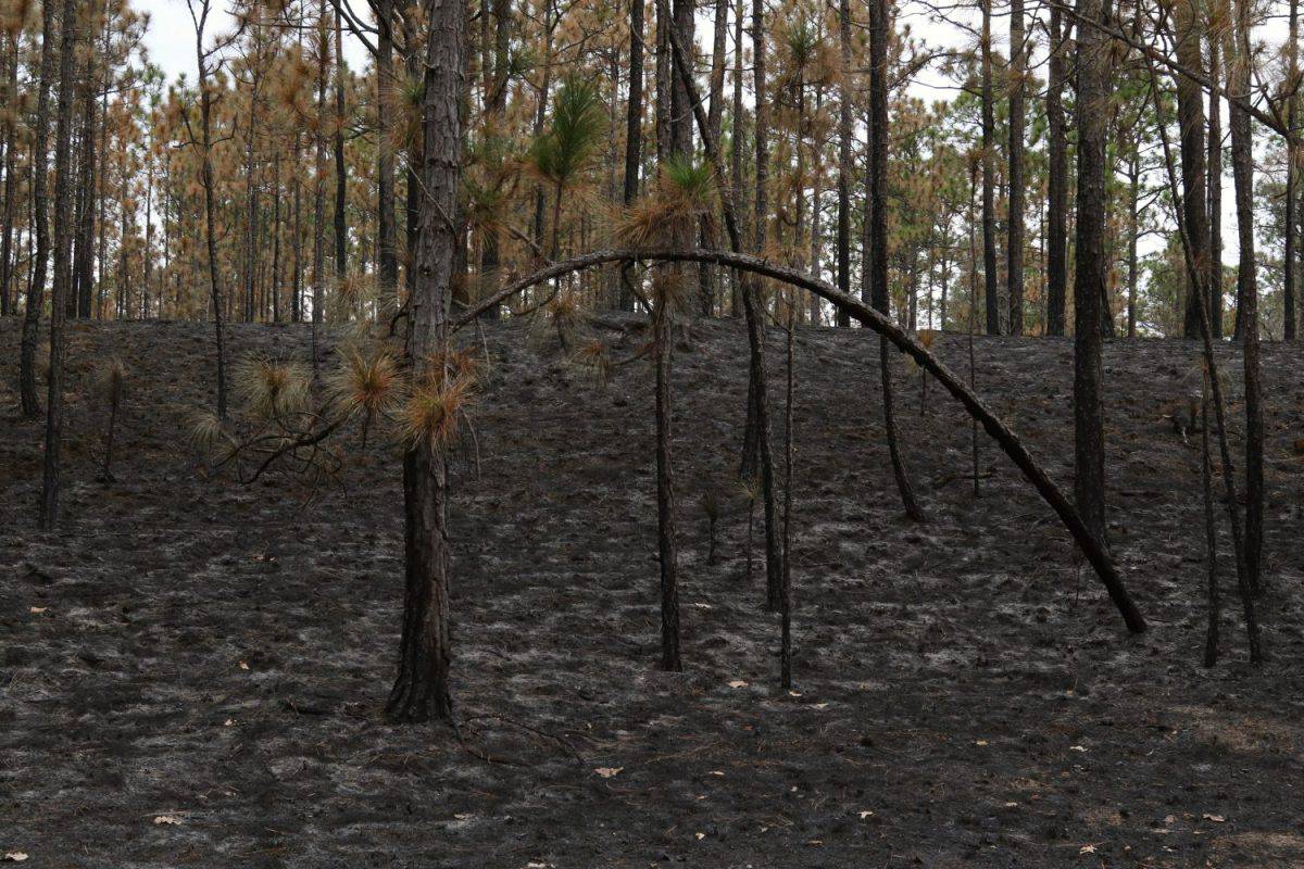 Controlled burn, Carolina Sandhills National Wildlife Refuge, South Carolina