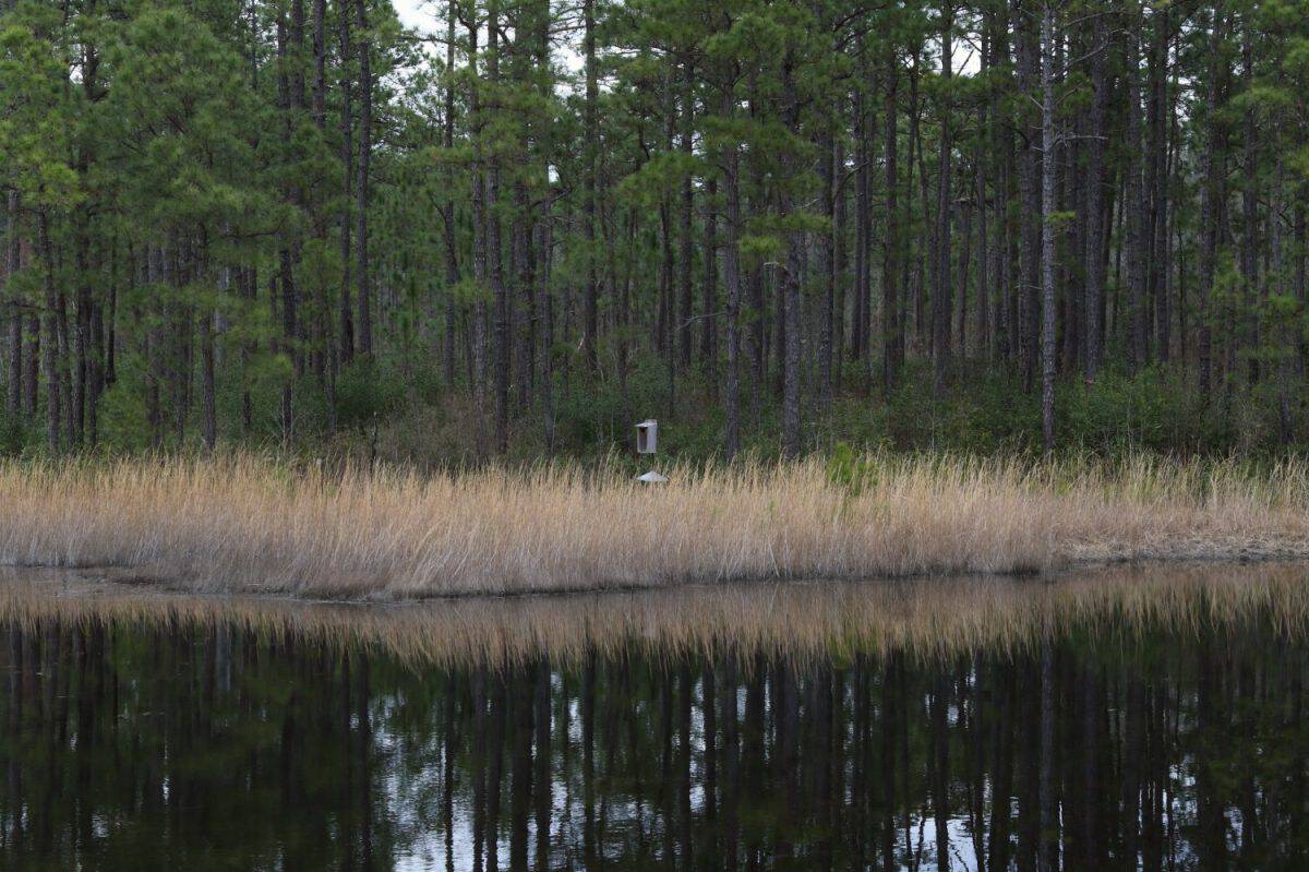 Pond at Carolina Sandhills National Wildlife Refuge, South Carolina