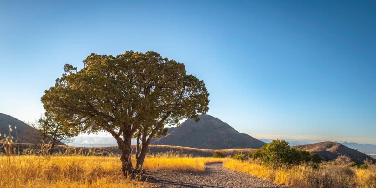 Organ Mountains-Desert Peaks National Monument foggy morning over the golden-colored meadow with trees, arid plants, and hills in Las Cruces, Doña Ana County, New Mexico, Southwestern USA, peaceful fo