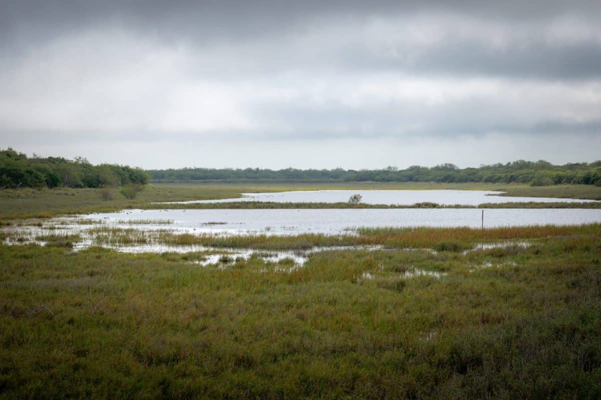 Open marshy pond area at Laguna Atascosa National Wildlife Refuge in the Rio Grande Valley of Texas.