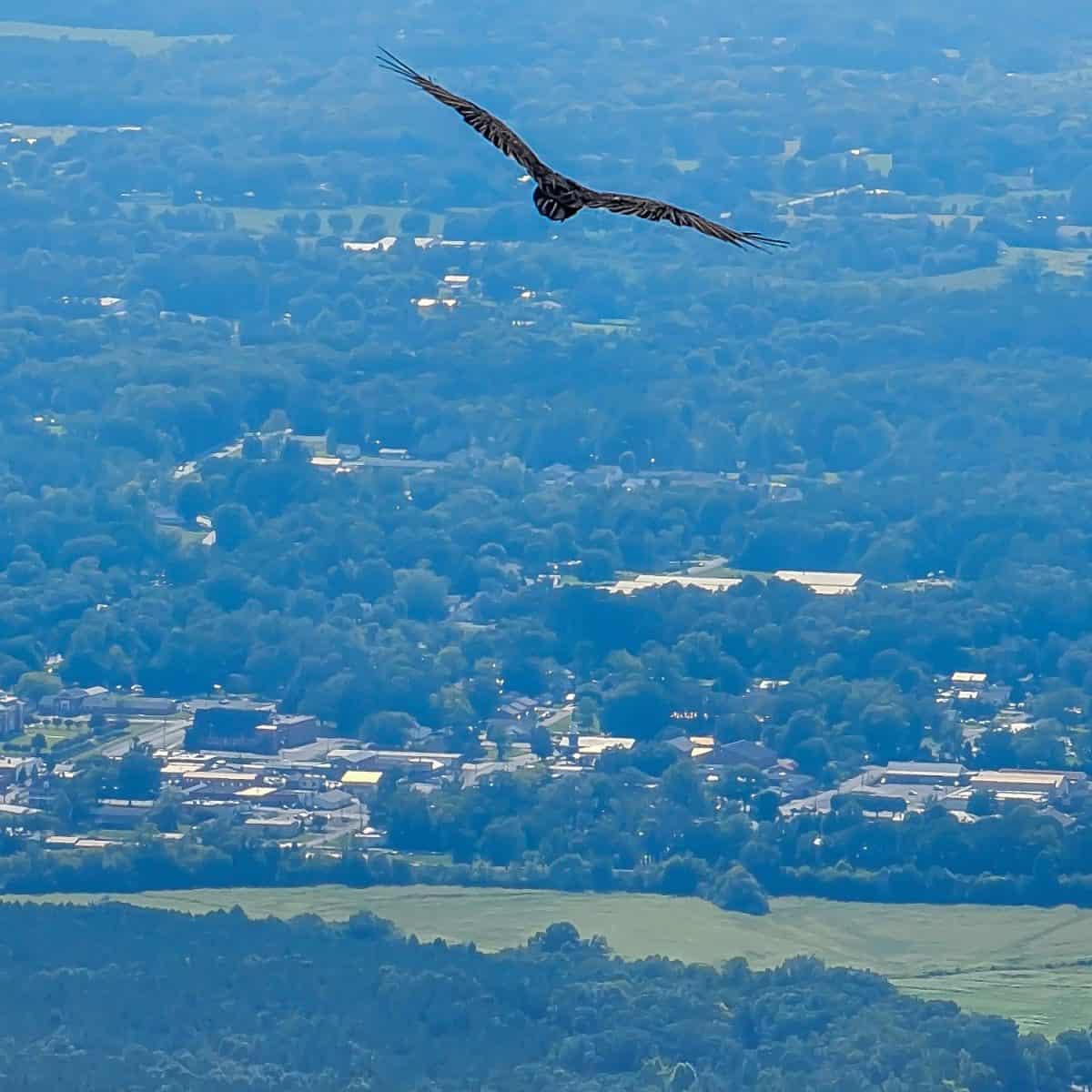 Hawk Flying over Georgia Dalton