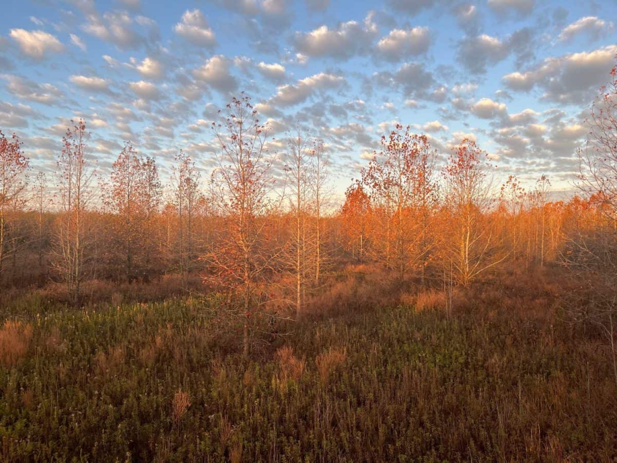 Arkansas November Morning sunrise woods